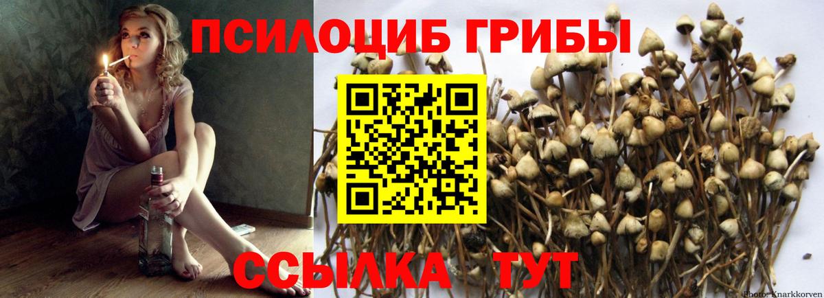 Нижнеудинск  Галлюциногенные грибы Cubensis  Вход с VPN 